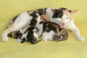 A mother cat threatens an intruder that approaches her kittens. This mammal, which is often used as a pet, has the scientific name Felis catus.