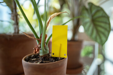 Yellow sticky trap closeup. Non-toxic flypaper for Sciaridae insect pests around potted Alocasia...