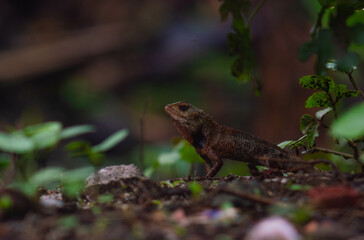 chameleons or wild calotes. Invasive animals that live and thrive in Indonesia.