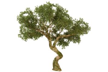 Twisted Olive Tree Isolated on Black Background