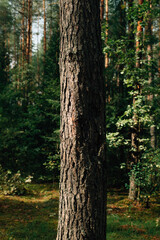 Obraz premium Oak tree bark texture. Oak tree background.