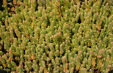 Texture of green succulent family Crassulaceae leaves as background. Sedum sexangular with bright...