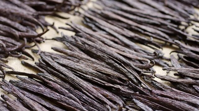 Dolly, gourmet quality vanilla planifolia beans shed drying on trays following pod harvest