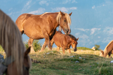 Fototapeta premium A mother horse is standing next to her baby horse. The scene is peaceful and serene.