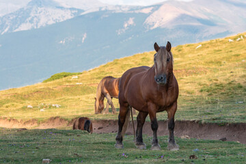 A brown horse stands in a field with two other horses in the background. The scene is peaceful.