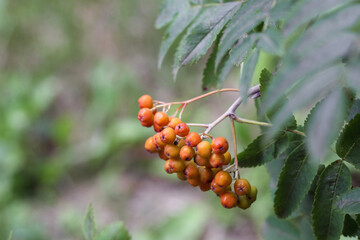 
bunch of orange elderberries with green leaves on a tree branch