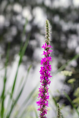 Obraz premium purple flowers in garden with green blurred background