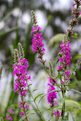 close up of lavender flowers