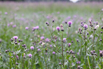 
purple thistle meadow field