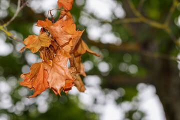 Fototapeta premium orange autumn leaves in the park