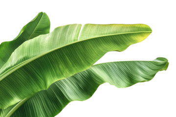green banana leaves isolated on transparent background with clipping path, ideal for tropical, nature, and botanical design, cut out, PNG © id512