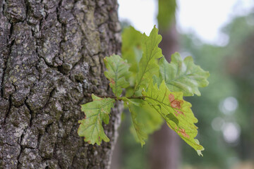 
green oak leaves on tree trunk