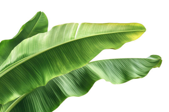 green banana leaves isolated on transparent background with clipping path, ideal for tropical, nature, and botanical design, cut out, PNG