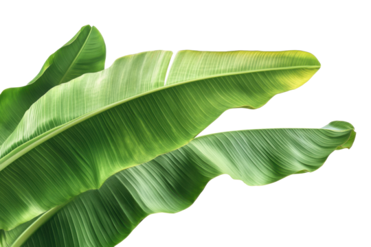 green banana leaves isolated on transparent background with clipping path, ideal for tropical, nature, and botanical design, cut out, PNG - Powered by Adobe