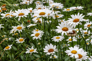 Fototapeta premium white daisies in the grass with green leaves