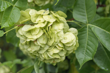 
close up of bunch of flowers with green small leaves