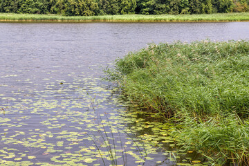 
grass in a pond with the reflection of trees in it