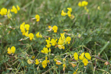 small yellow flowers in the grass