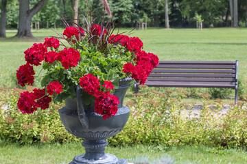
red flowers with vase on bench in garden background