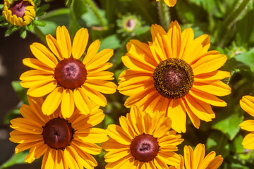 Sonnenblumen, Blume, Blüte, Deutschland, Europa