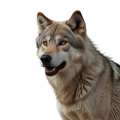 Obraz premium wolf with transparent background PNG and JPEG image