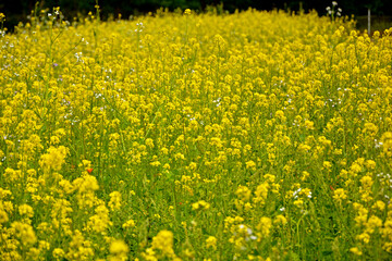 Obraz premium Gorczyca biała, gorczyca jasna (Sinapis alba), gorczyca na poplon, pole kwitnącej gorczycy, White mustard, field of yellow mustard plant