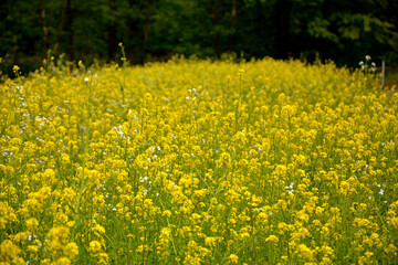 Gorczyca biała, gorczyca jasna (Sinapis alba), gorczyca na poplon, pole kwitnącej gorczycy, White mustard, field of yellow mustard plant