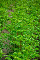 Obraz premium Rzędy ziemniaków rosnących na polu, rosnace zimniaki, liście zimniaków rosnacych w polu, Solanum tuberosum, Potato plants, Rows of potatoes growing in field, Leaves of potatoes 
