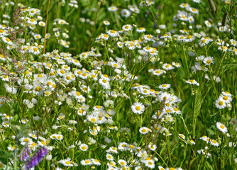 łąka kwietna z białymi kwiatami, dzika łaka kwiatowa, flower meadow, Przymiotno białe, zimotrwał zwyczajny (Erigeron annuus), annual fleabane, daisy fleabane, eastern daisy fleabane
