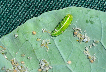 larwa bzyga na liściu, larwa bzyga zjadajaca mszyce, Bzygowate, Syrphidae, Hoverflies, hoverfly larvae, the larva of hoverflies that hunt aphids. A colony of aphids on a plant and their natural enemy © kateej