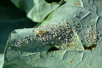 larwa bzyga na liściu, larwa bzyga zjadajaca mszyce, Bzygowate, Syrphidae, Hoverflies, hoverfly larvae, the larva of hoverflies that hunt aphids. A colony of aphids on a plant and their natural enemy © kateej