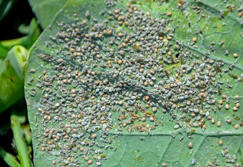 kolonia mszyc na liściu kapusty lub brokuła, szkodniki roślin, a colony of aphids on a cabbage or broccoli leaf, Aphidomorpha lub Aphidoidea, Gray cabbage aphids on kale leaf © kateej