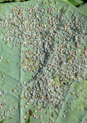 kolonia mszyc na liściu kapusty lub brokuła, a colony of aphids on a cabbage or broccoli leaf, Aphidomorpha lub Aphidoidea, Gray cabbage aphids on kale leaf  © kateej