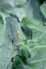 larwa bzyga na liściu, larwa bzyga zjadajaca mszyce, Bzygowate, Syrphidae, Hoverflies, hoverfly larvae, the larva of hoverflies that hunt aphids. A colony of aphids on a plant and their natural enemy © kateej