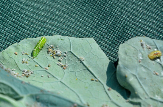 larwa bzyga na liściu, larwa bzyga zjadajaca mszyce, Bzygowate, Syrphidae, Hoverflies, hoverfly larvae, the larva of hoverflies that hunt aphids. A colony of aphids on a plant and their natural enemy