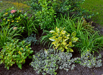 rośliny do cienia, aukuba japońska (Aucuba japonica),  hortensja (Hydrangea), Trzmielina Fortune’a, trzmielina pnąca (Euonymus fortunei), liliowce (Hemerocallis), plants for a shady flowerbed
