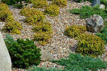 jałowcae, sosna i tawuła japońska, żwirowa rabata z iglakami (Juniperus, pinus, Spiraea), Coniferous bushes in a flower bed, flower bed with stones and coniferous plants	