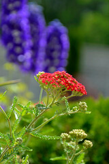 Krwawnik pospolity (Achillea millefolium), common yarrow, krwawnik pospolity odmiana "Paprika" na tle fioletowych kwiatów, roslina lecznicza, zioło, medicinal plant, herb  © kateej