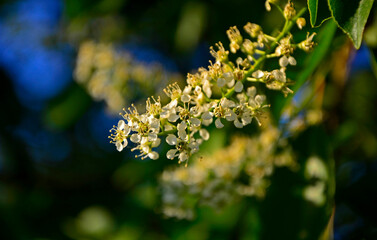 kwitnąca czeremcha, Czeremcha amerykańska, czeremcha późna (Prunus serotina), białe kwiaty czeremchy © kateej