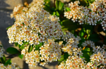 kwitnący ognik szkarłatny (Pyracantha coccinea), kwiaty ognika, scarlet firethorn