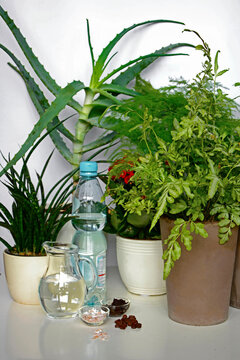 domowe sposoby nawozenia roślin doniczko, fusy kawy skorupki jaj i woda mineral, ways of fertilizing potted plants, Ecological and cheap way to fertilize potted plants. Coffee grounds and egg shells,