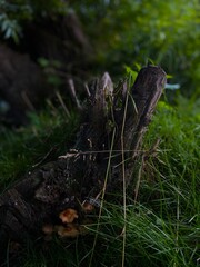 Forest stump in the grass 