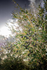 Ancient Ruins and Olive Groves of the Valley of the Temples