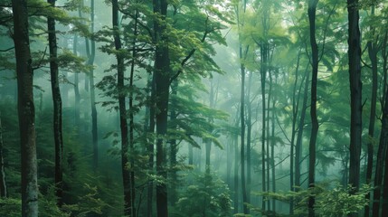 Fototapeta premium Serene Woodland Landscape Misty Green Trees Filling the Forest for a Beautiful and Calming Wallpaper