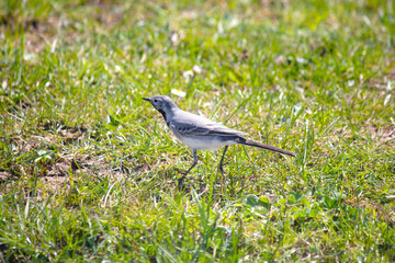 Ornithology. White wagtail (Motacilla alba) resting during migration. Bird, animal idea concept. 	