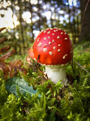 Amanita