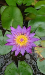 Blue water lily known primarily as blue lotus or blue Egyptian lotus but also blue water, Nymphaea , known by Nymphaea stellate, or by common names blue lotus, star lotus, red water lily,