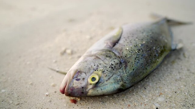 Dead fish washed up on a sandy beach, climate change impacts on ocean and marine life, animal stranded