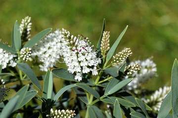 White flowering Hebe Blue star. A small shrub. Dutch garden, Summer, June.