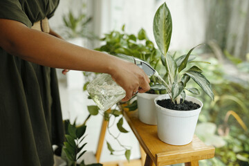 Person watering indoor plants on wooden table with watering can focusing on plants. Lush green foliage in sunlight surrounding the area